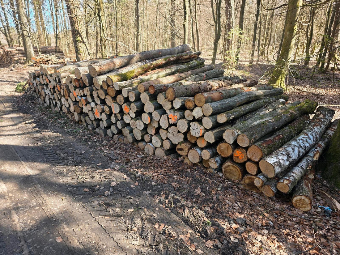 Stammholz - Hartholz / Laubholz