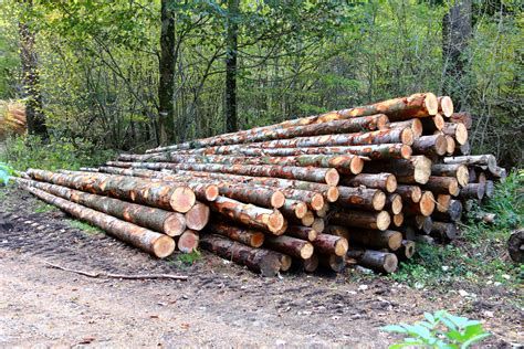 Eichenstammholz · Hochwertiges Hartholz in großen LKW-Einheiten– PEFC-zertifiziert